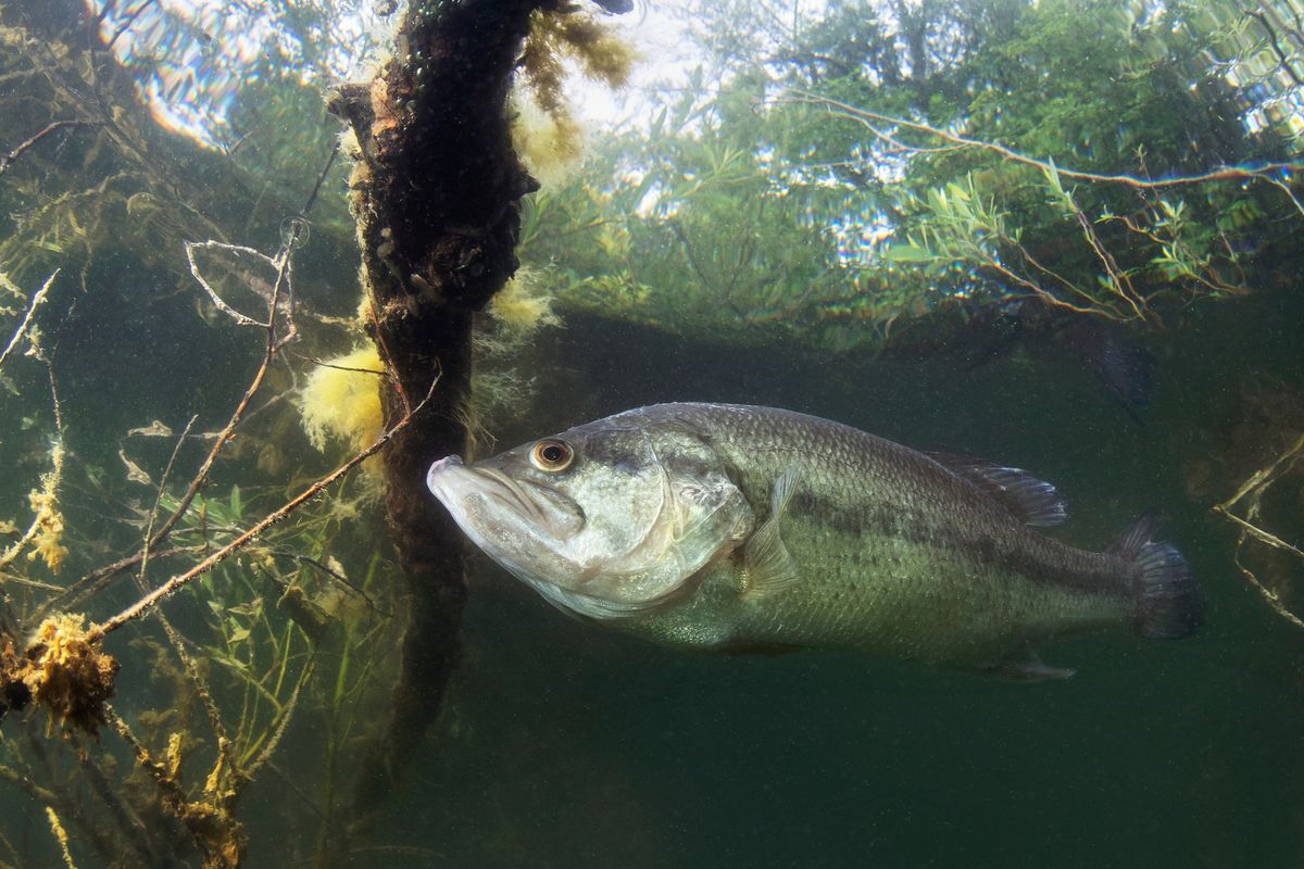 Learn from the Experts: Fish Species of the Fox River