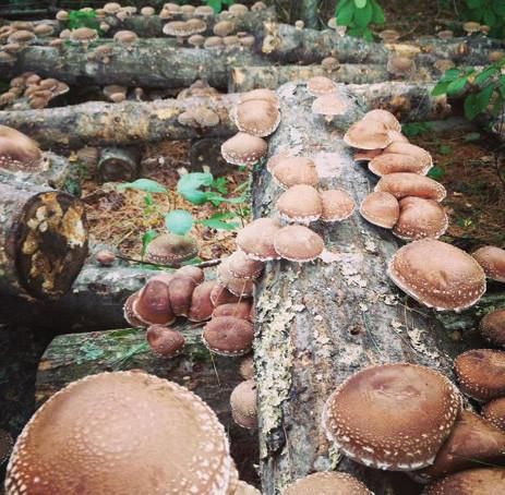 Outdoor Mushroom Cultivation with North Spore