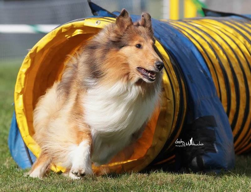 Icelandic Sheepdog & Ocean State Agility Club Trial 