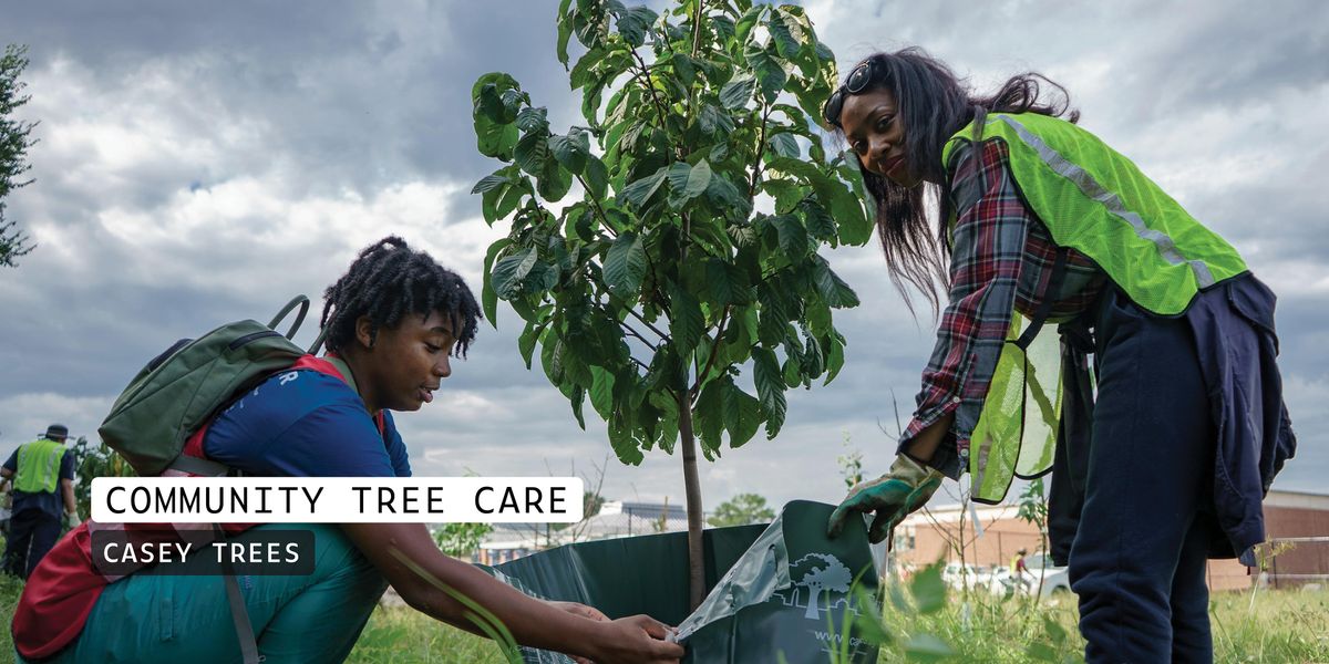 Community Tree Care: Gallatin St NE