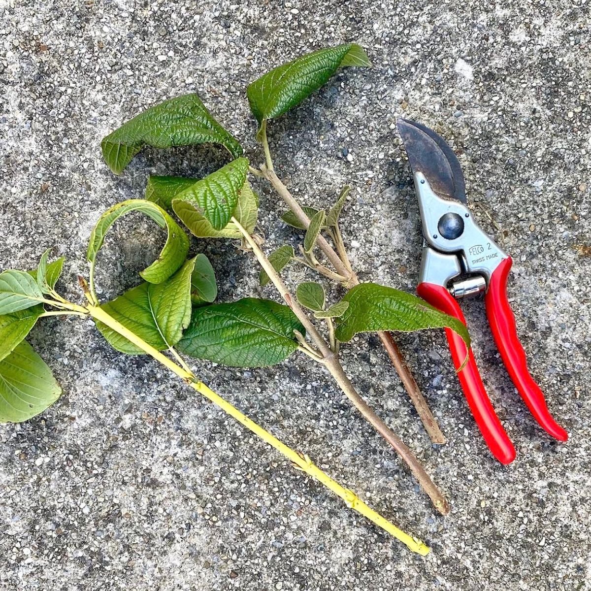 Native Plant Propagtn: Shrubs & Seeds