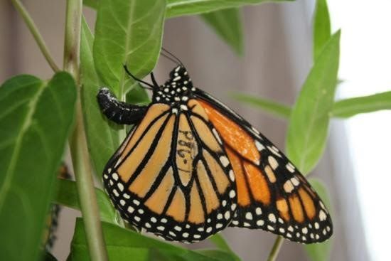 Milkweed & Monarch Butterflies 101