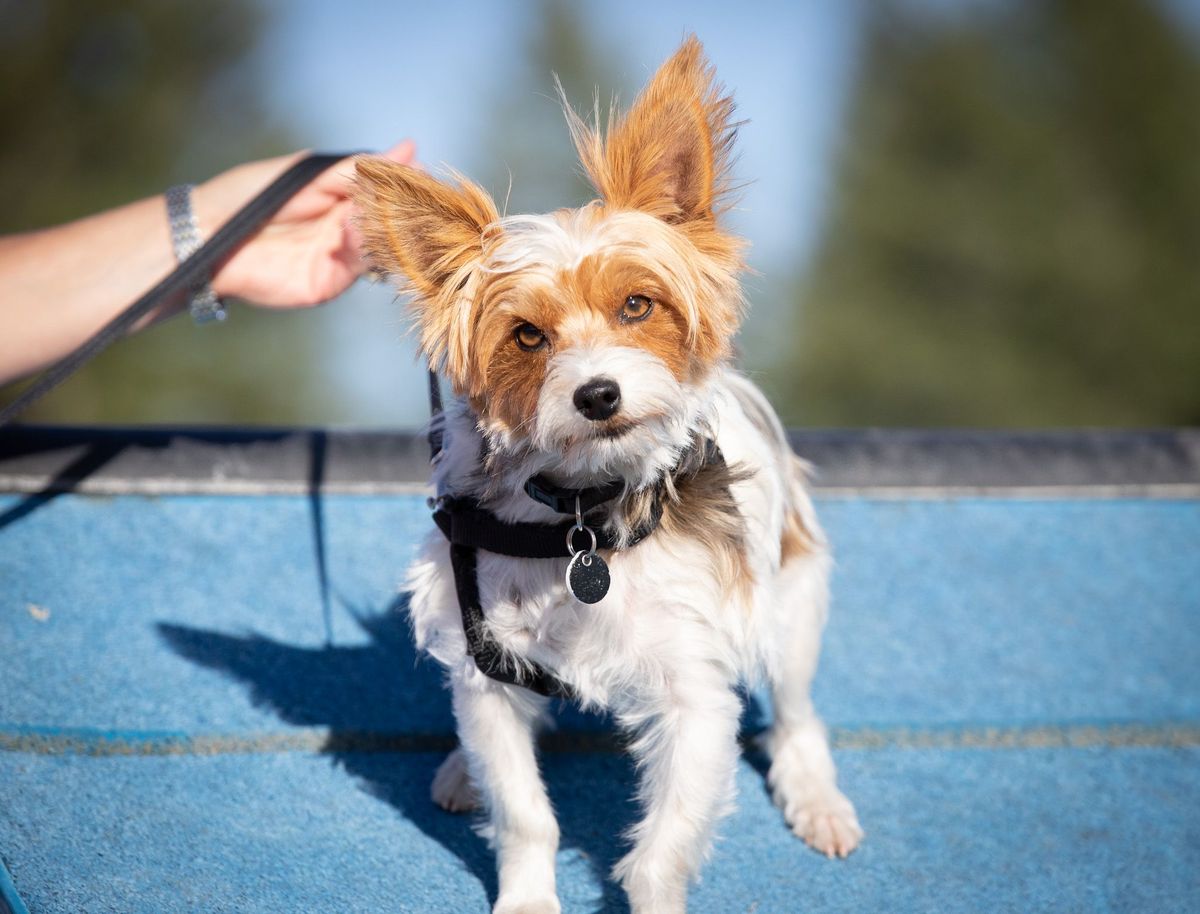 Puppy Dog Training class Older Puppy Approx 6-12 Months