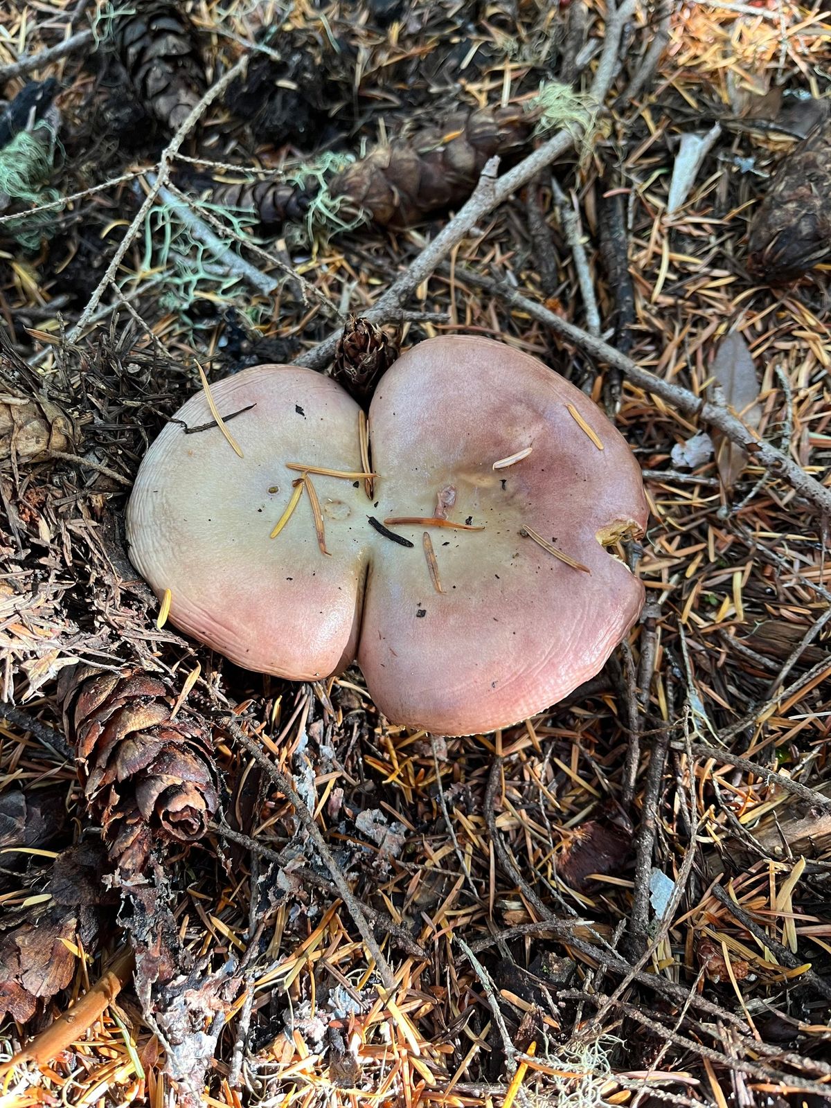 Mushroom Social 