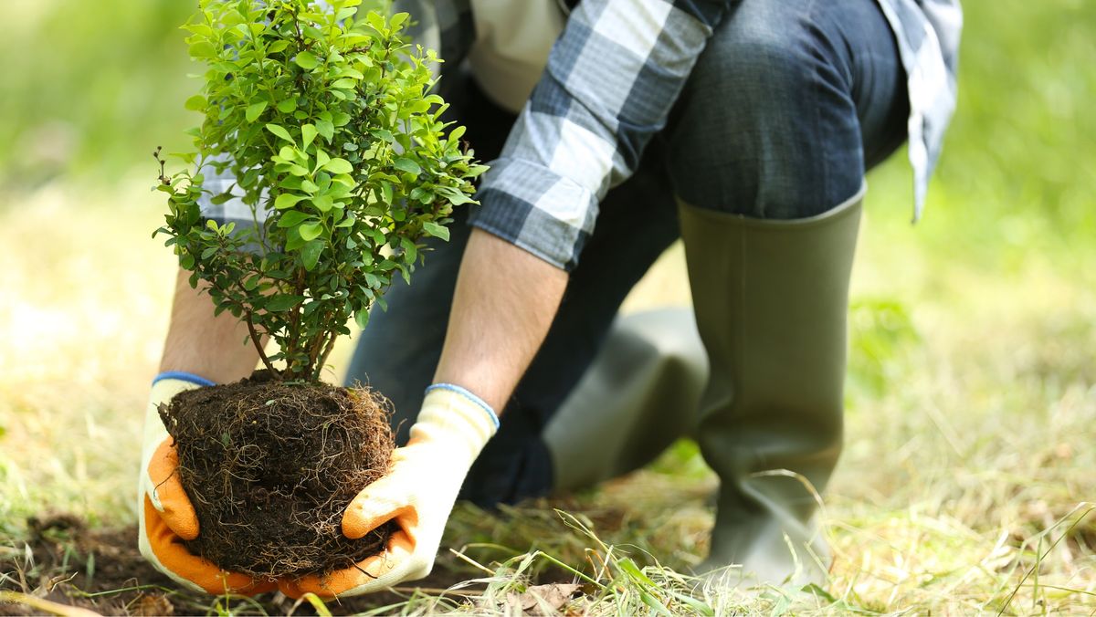 Choosing the best trees for YOUR Landscape