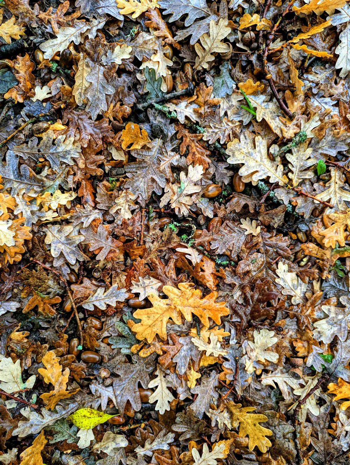 Winter Solstice Singing Circle