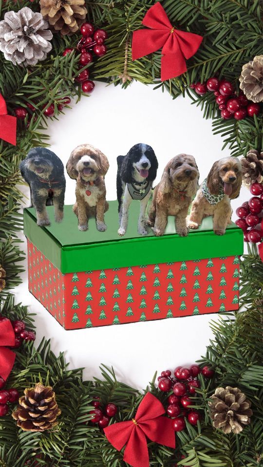 Christmas sml oodle Playdate -for Shenton Dog refuge