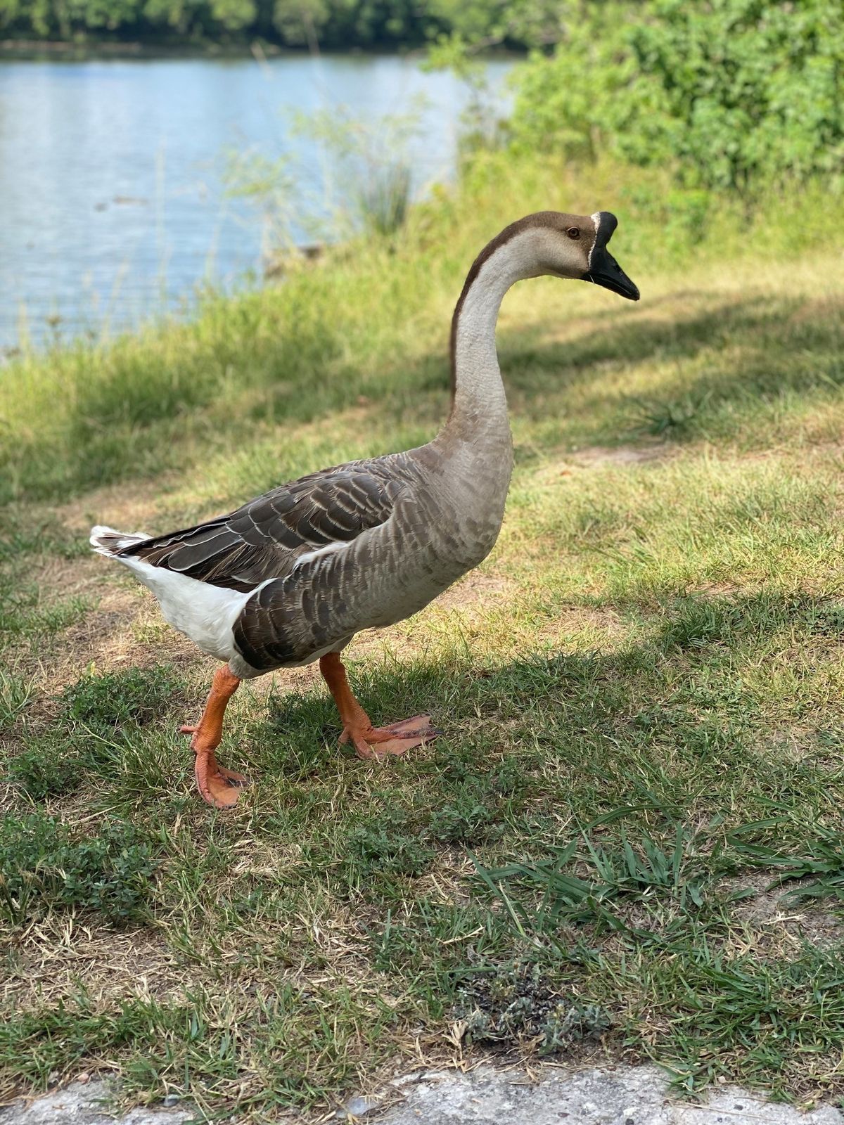 Houston Bird Week