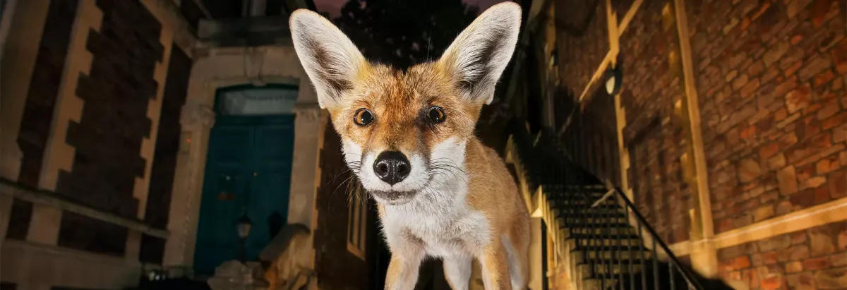 Parking Uncovering Our Concrete Jungles by Chris Schell