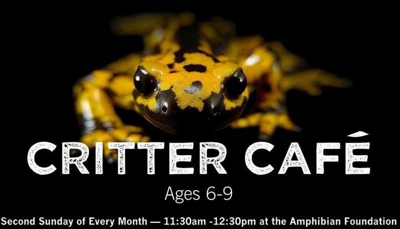 Critter Caf\u00e9 - Ages 6-9