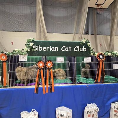 North of Britain \/ Siberian Cat Club