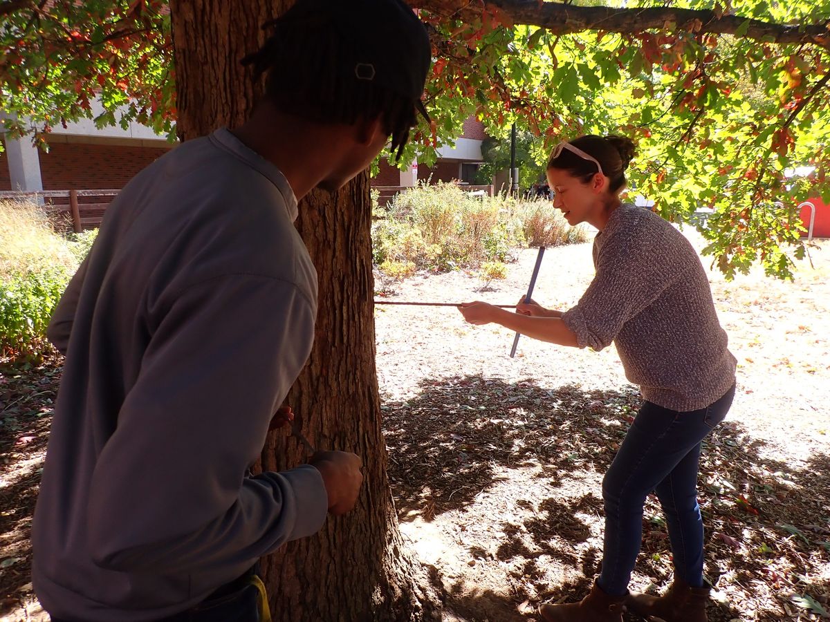 Chronicles in Wood: Introduction to Tree Ring Science