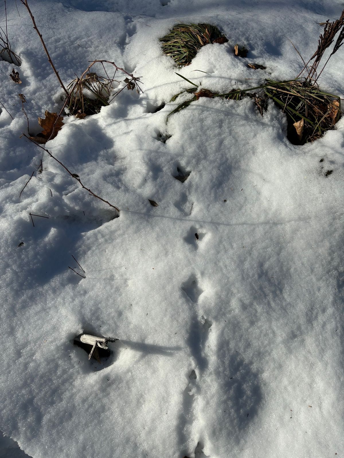 NHOLC Class: Animal Tracks and Signs