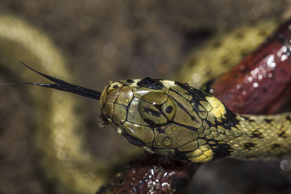 Les reptiles, des animaux captivants