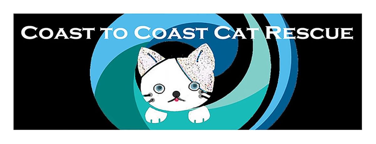 Kitten Adoption Day Pet Essentials Whangarei