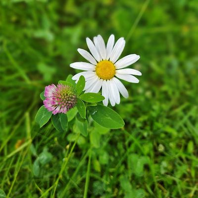 Living Earth School of Herbalism