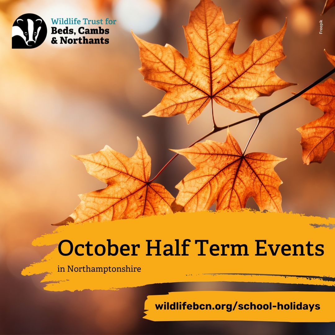 October Half Term at Summer Leys