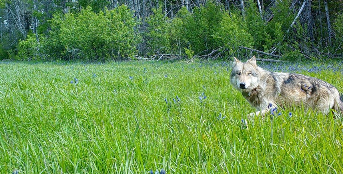 Sense of Place: The Wolf Next Door: A Community Perspective on the Return of Wolves