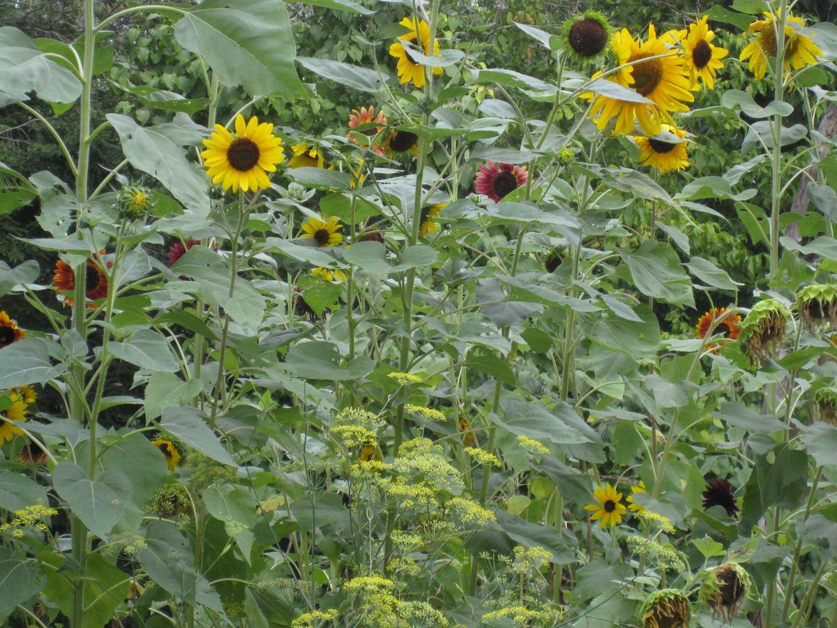 Frederick Plant and Seed Swap