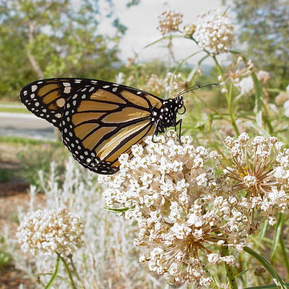 Bird & Butterfly Gardening & Easter Jubilee \u2022 50th Anniversary Spring Celebration