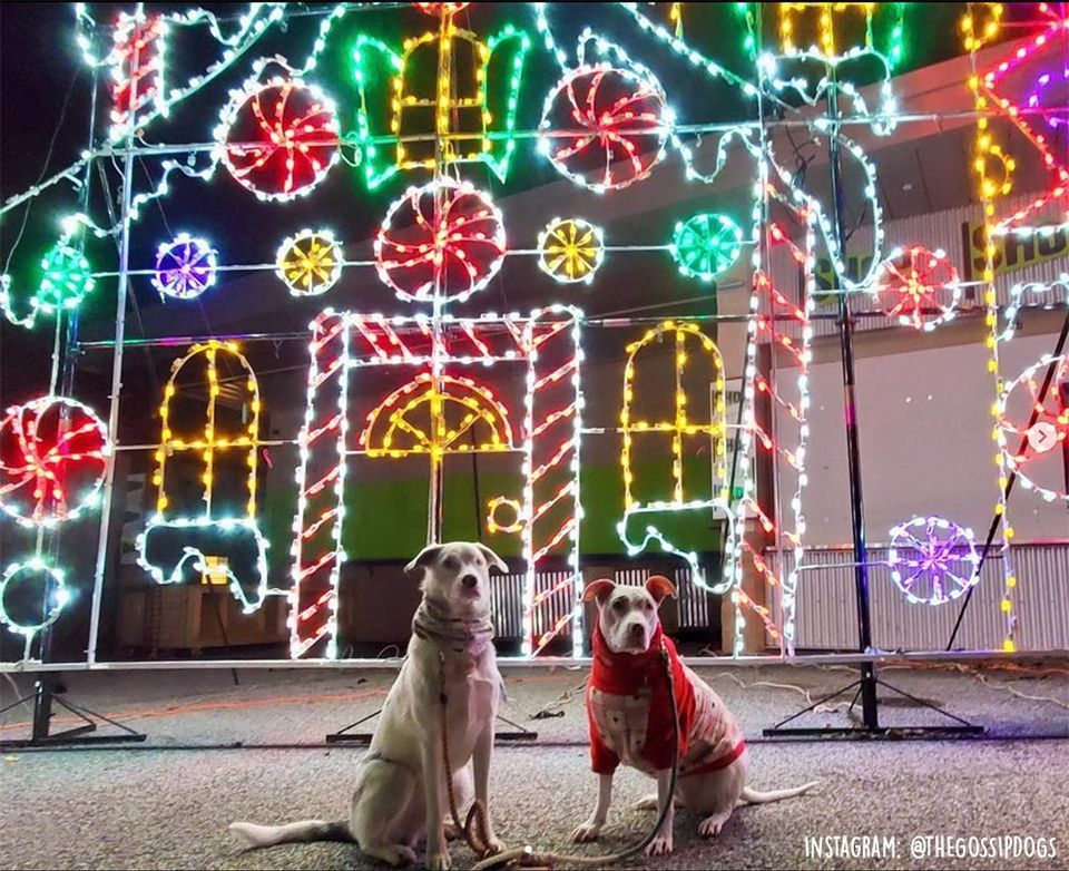 Tail Lights Dog Walk Through Symphony of Lights, Merriweather Symphony