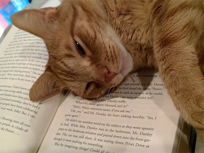 Silent Reading Time with Rescue Cats