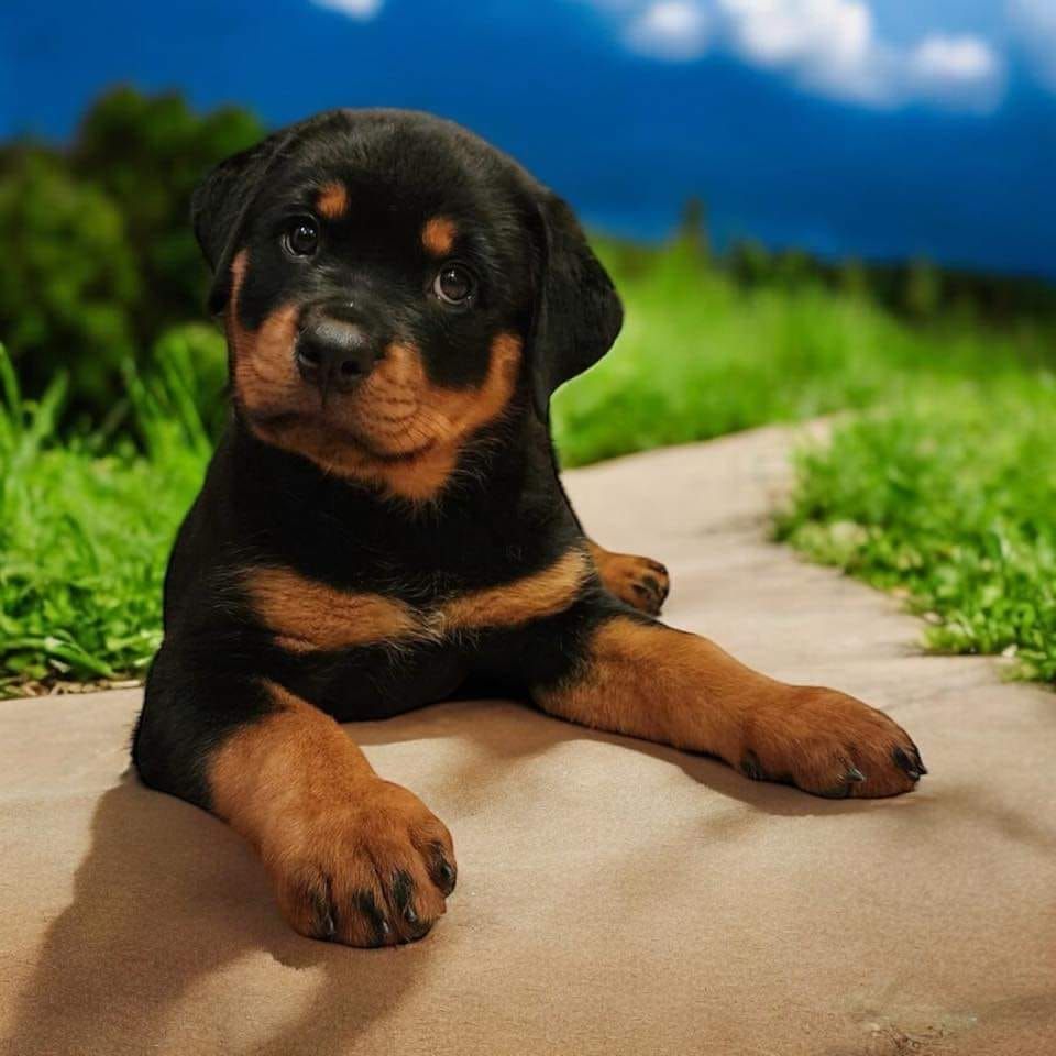 Grand Canyon State Rottweiler Club Regional Specialty 