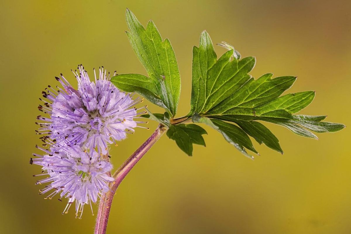 MACRO PHOTOGRAPHY AT GARFIELD PARK  W\/ JOHN GERLACH & DIXIE CALDERONE