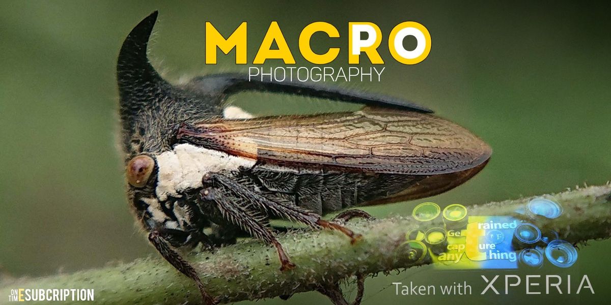 Macro Photography - Professional Level
