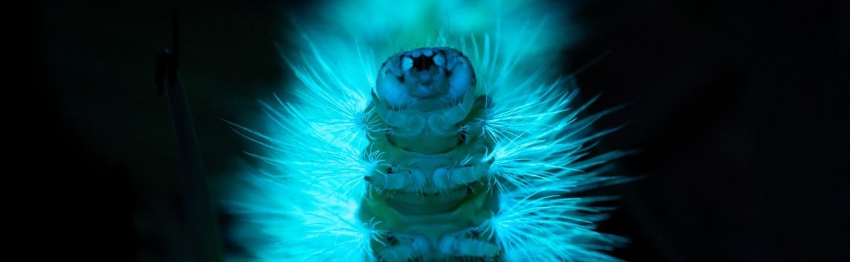 Biofluorescence Nature Walk