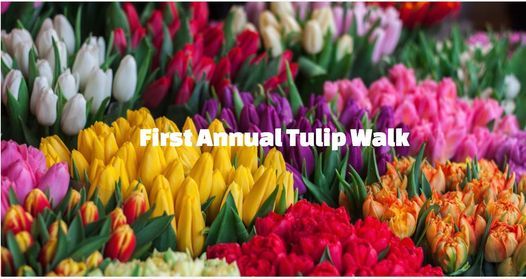 First Annual Tulip Walk