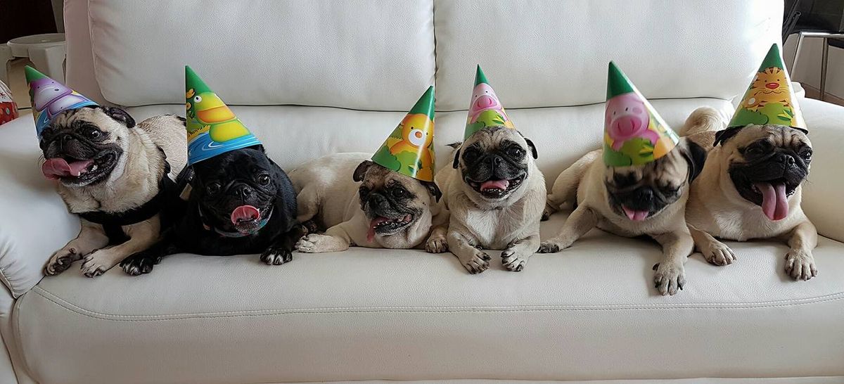 Meet up Pugs