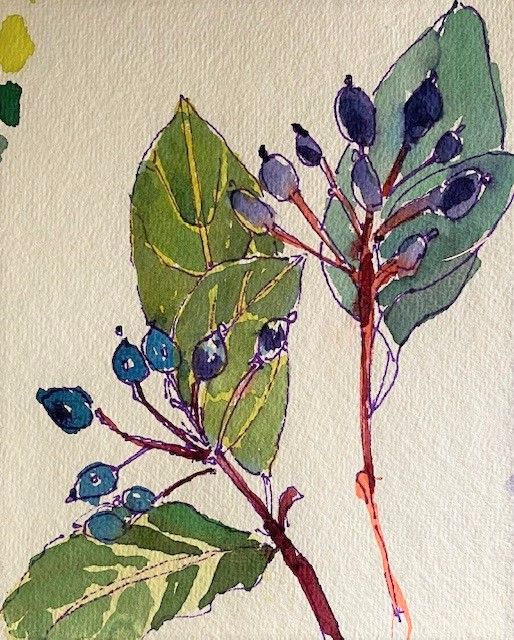 Botanical Sketching in Watercolor and Ink Series: Winter 