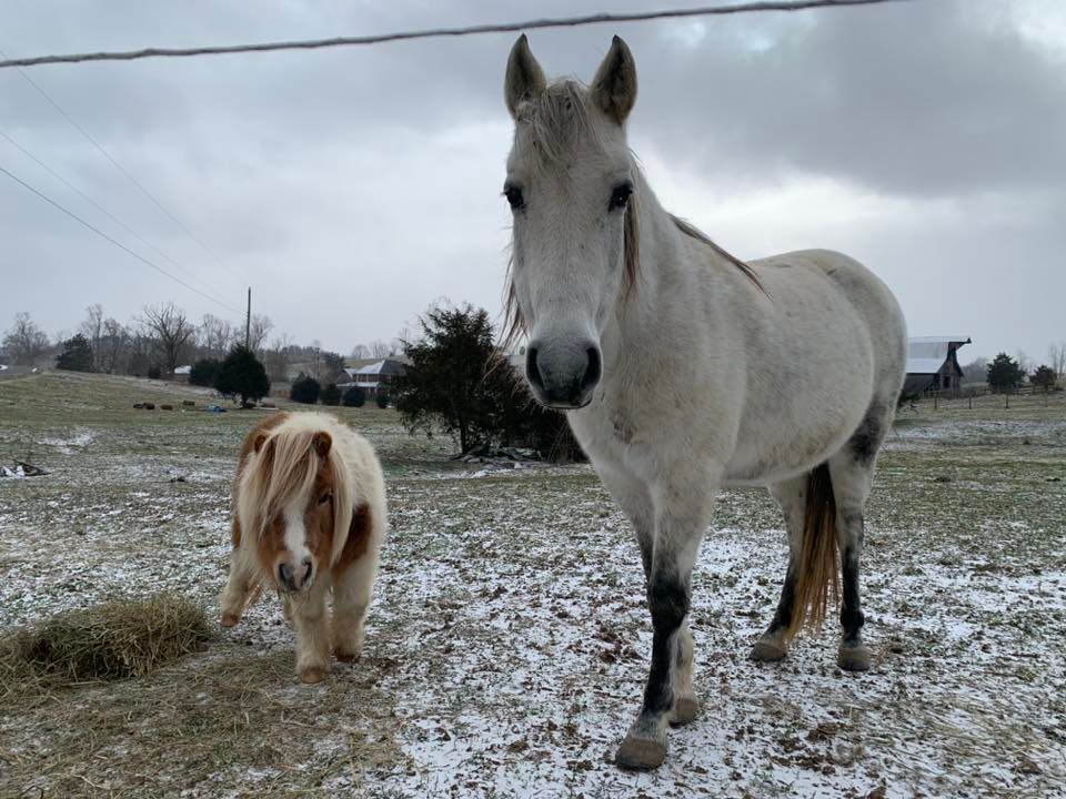 Whole horse hoof care class part 1, Magna Vista Farm, Bristol, 11