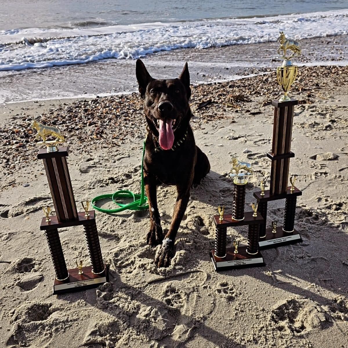 2nd Annual \u201cLeashes and Beaches\u201d K9 Skills Competition