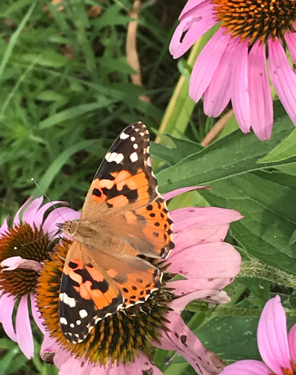 Container Gardening with Native Plants: YES You Can!