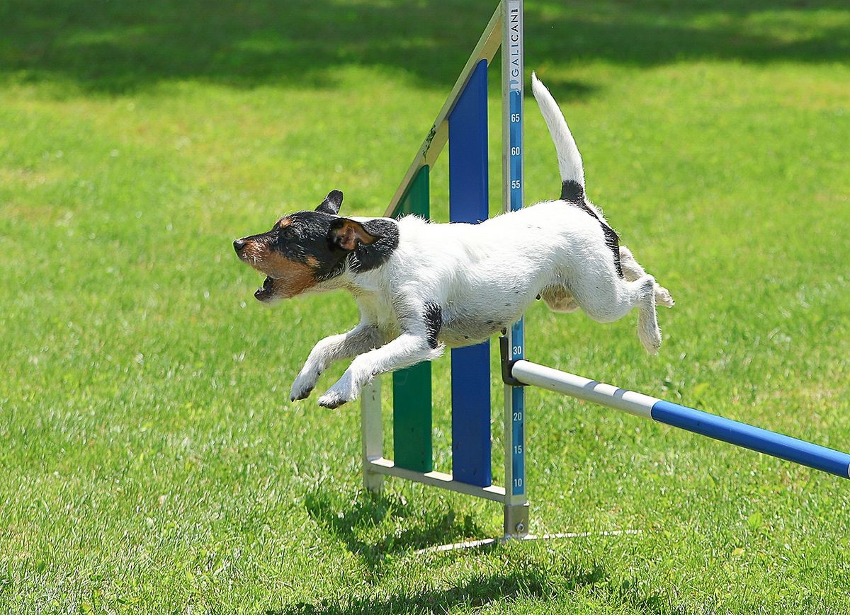 Alpe Adria Agility Trophy