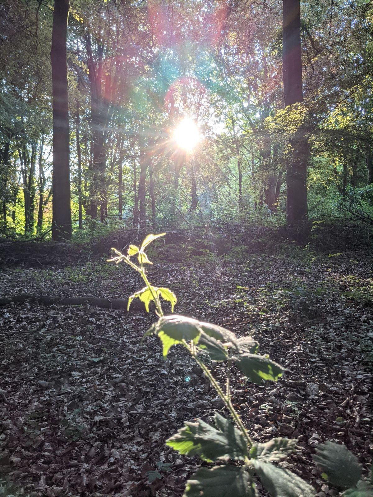 Nature Led Meditation Evening 1