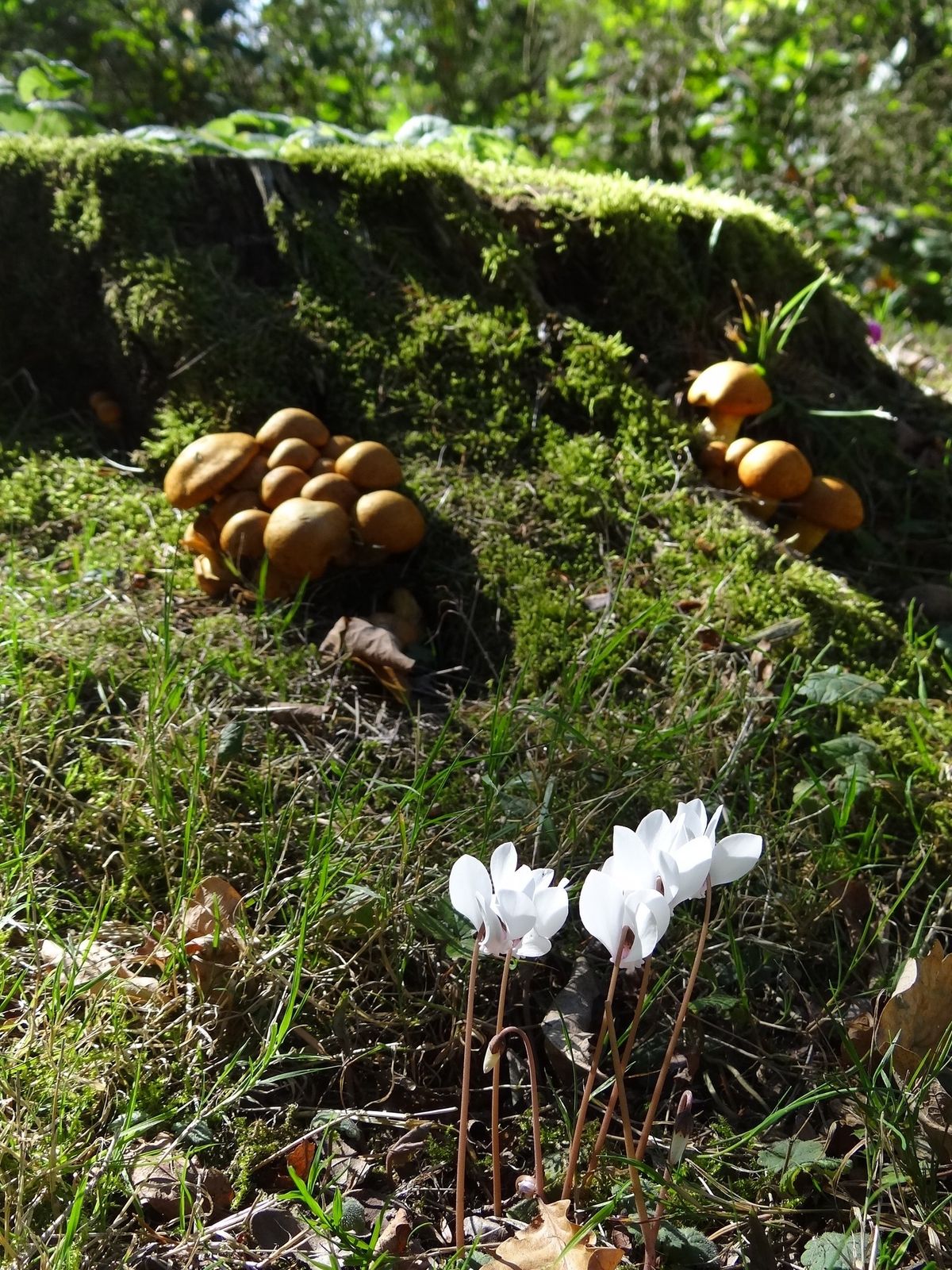  Balade \u00ab A la d\u00e9couverte des champignons \u00bb avec Loic G\u00e9lard