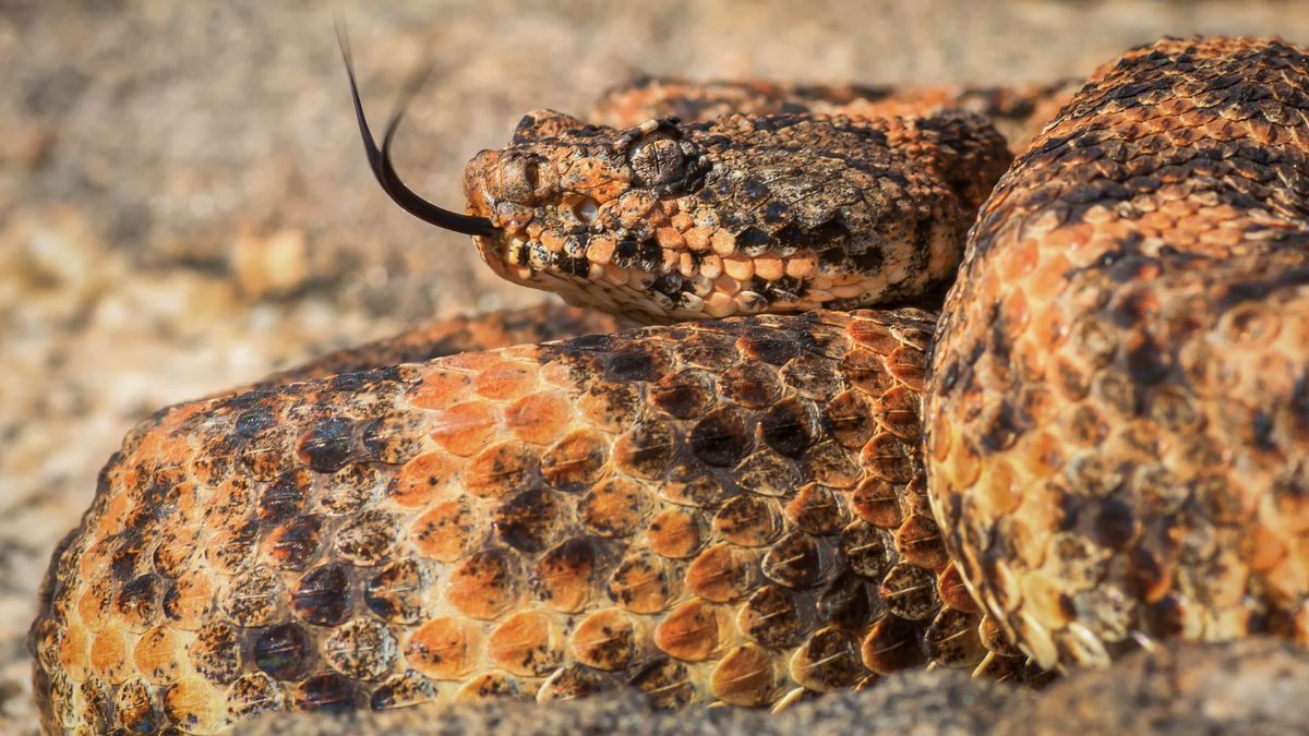 Nat Talk: The Secret Lives of Snakes with Dr. Emily Taylor