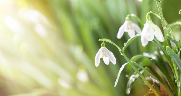 Imbolc Guided Meditation & Reiki Drum Healing \u2013 Saturday 1st February, 2025 