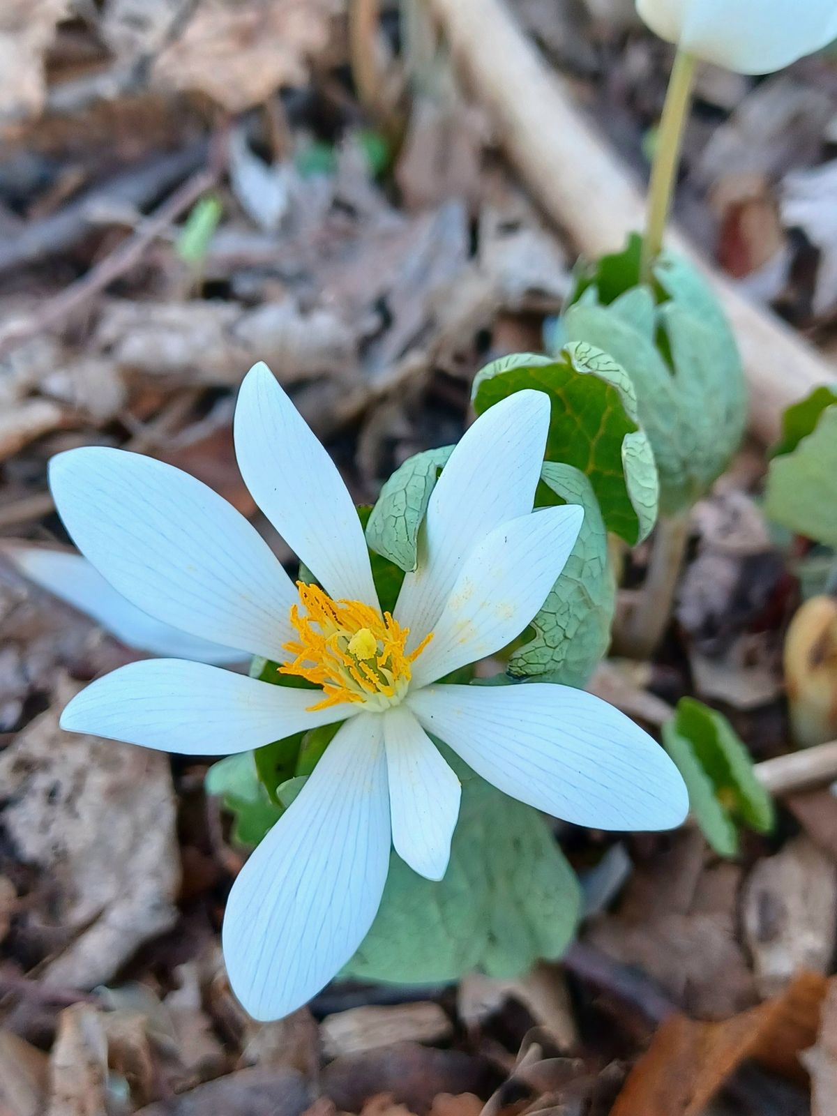 Spring Wildflower Walk