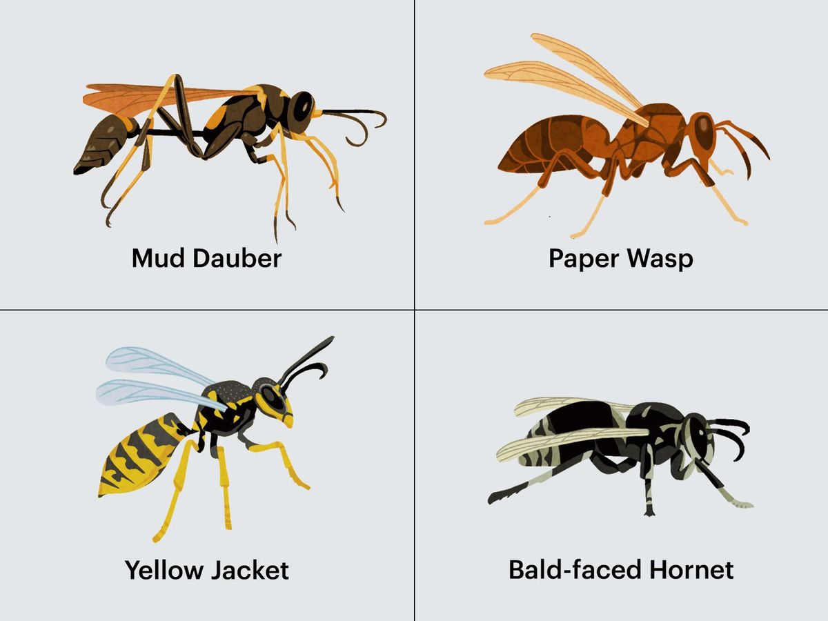 WASP