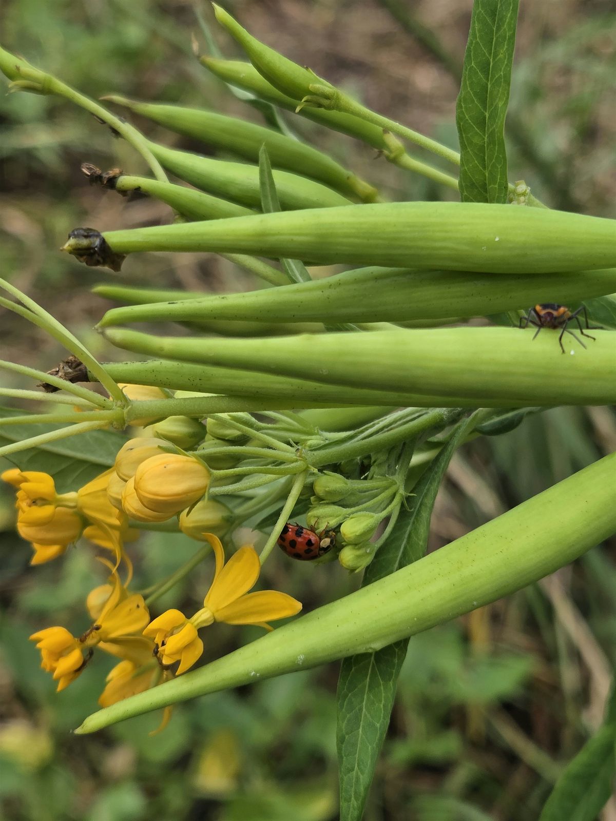 The Great Ybor City Seed Exchange