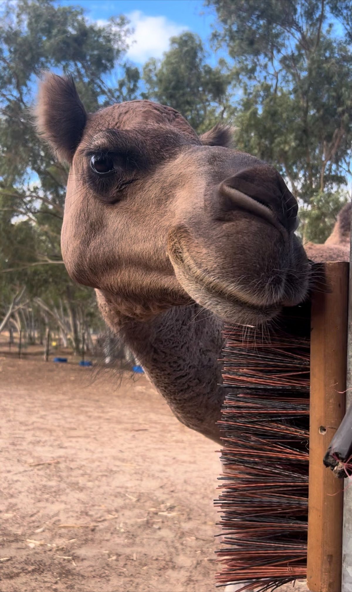 Camel yoga with luxury picnic