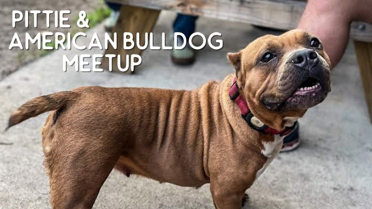 Pittie and American Bulldog Meetup @ Ruff Draft