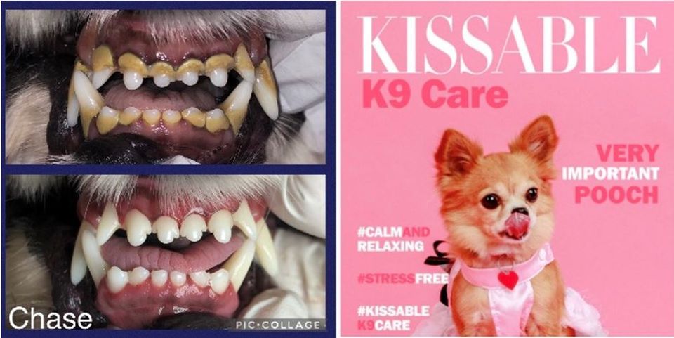 Kissable K9 Cosmetic Teeth Cleaning Clinic