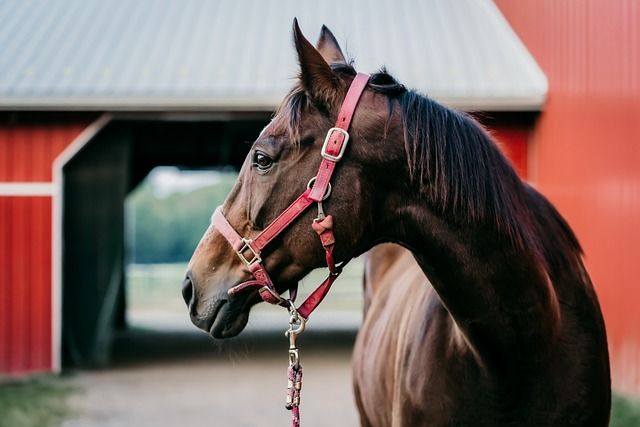 Horse Experience