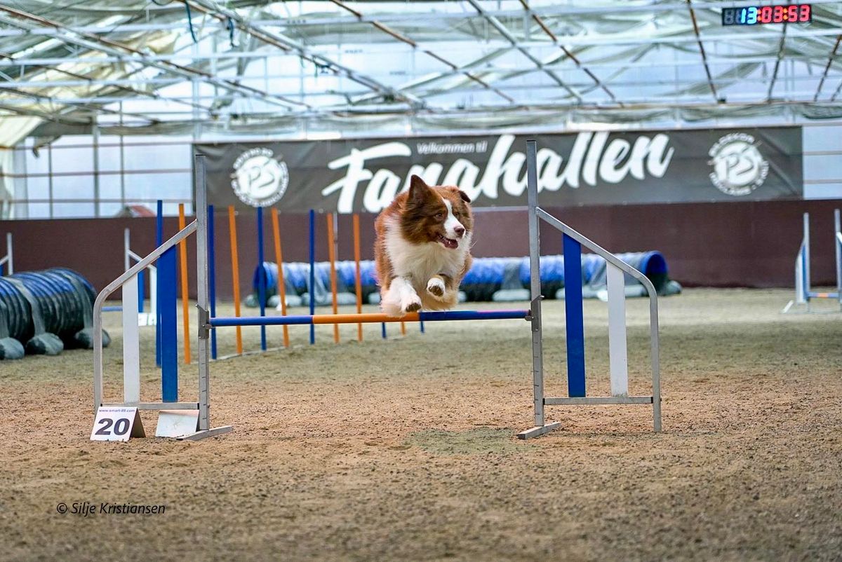 Bl\u00e5b\u00e6rstevne: Lavterskel Agility \u2013 Perfekt for Nybegynnere!