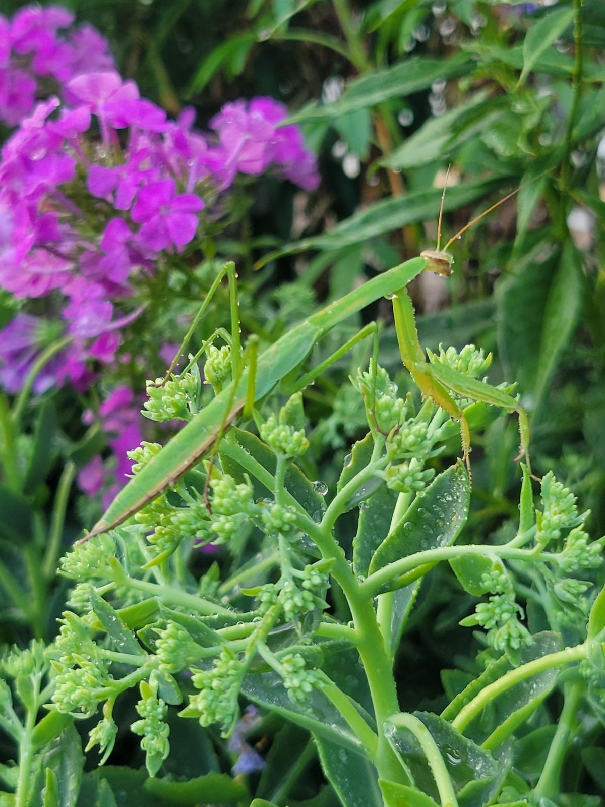 March Meeting-Welcoming Native Plants and Insects to Your Garden 